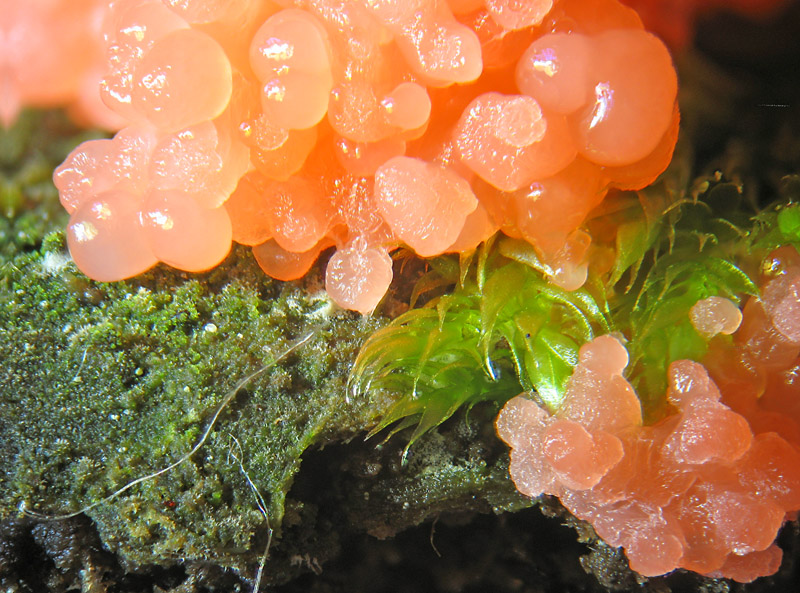 Tubulifera arachnoidea